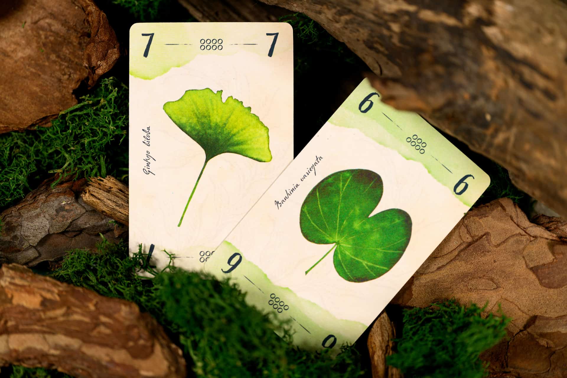 Gioco da Tavolo 13 Foglie – Cranio Creations